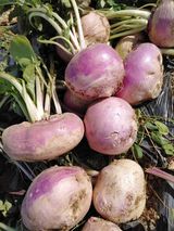 팜모닝 자유주제·자유게시판 게시글 이미지