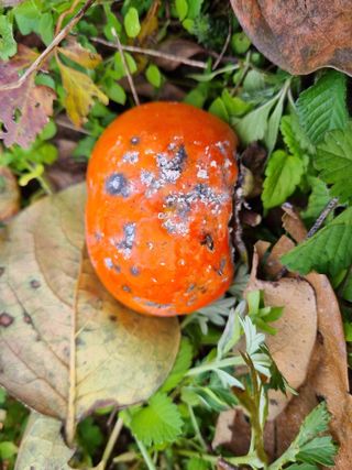 김동희님의 감 · 병해충상담 작성글 사진