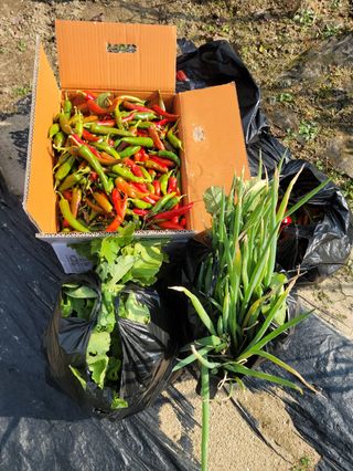 고영희님의 고추 · 영농일지 작성글 사진