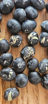 팜모닝 콩·병해충상담 게시글 이미지