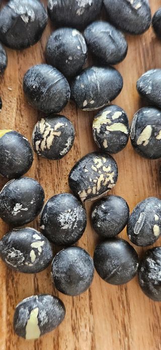 JohnNam님의 콩 · 병해충상담 작성글 사진