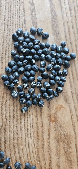 JohnNam님의 콩 · 병해충상담 작성글 사진