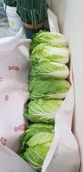 수원농군님의 자유주제 · 자유게시판 작성글 사진