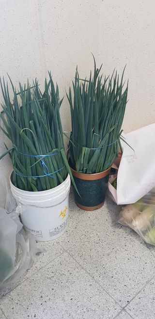 수원농군님의 자유주제 · 자유게시판 작성글 사진