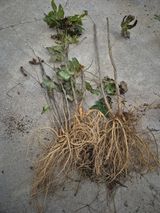 팜모닝 자유주제·자유게시판 게시글 이미지