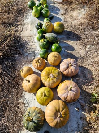 매실향기차향기님의 호박 · 영농일지 작성글 사진