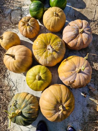 매실향기차향기님의 호박 · 영농일지 작성글 사진