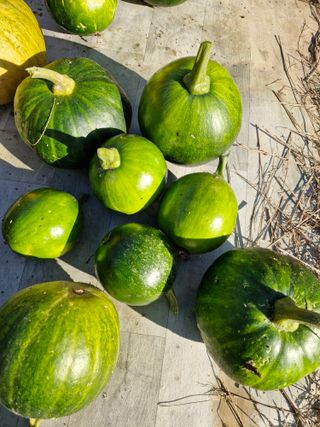 매실향기차향기님의 호박 · 영농일지 작성글 사진