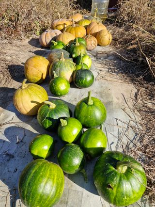 매실향기차향기님의 호박 · 영농일지 작성글 사진