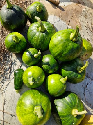 매실향기차향기님의 호박 · 영농일지 작성글 사진