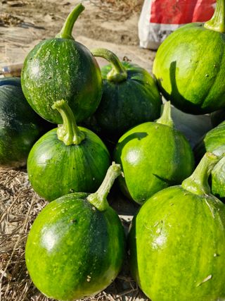 매실향기차향기님의 호박 · 영농일지 작성글 사진