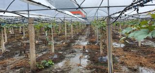 오늘도 즐거운 하루님의 팜모닝 · 출석 작성글 사진