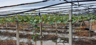 오늘도 즐거운 하루님의 팜모닝 · 출석 작성글 사진