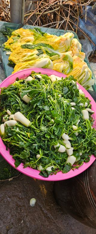 원머루 강낙도님의 우리집 김장 자랑하기 · 참여글 작성글 사진