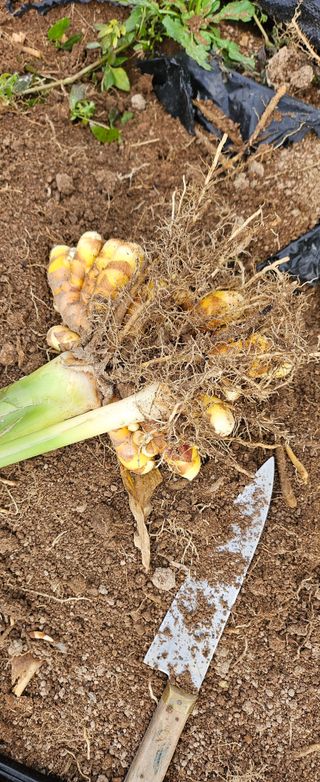 원머루 강낙도님의 우리집 김장 자랑하기 · 참여글 작성글 사진