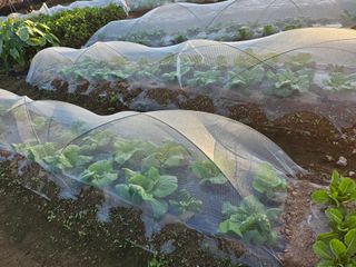 원머루 강낙도님의 우리집 김장 자랑하기 · 참여글 작성글 사진