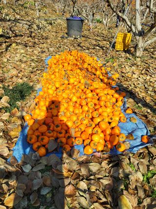 정수산님의 자유주제 · 자유게시판 작성글 사진