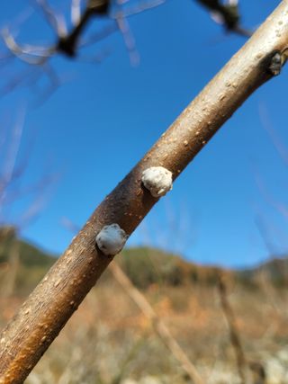 정수산님의 감 · 병해충상담 작성글 사진