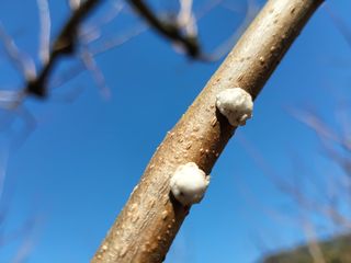 정수산님의 감 · 병해충상담 작성글 사진