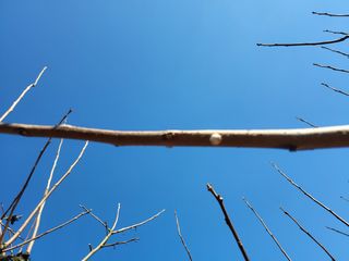 정수산님의 감 · 병해충상담 작성글 사진