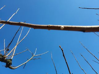 정수산님의 감 · 병해충상담 작성글 사진