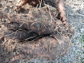 879412님의 우리집 김장 자랑하기 · 참여글 작성글 사진