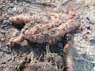 879412님의 우리집 김장 자랑하기 · 참여글 작성글 사진