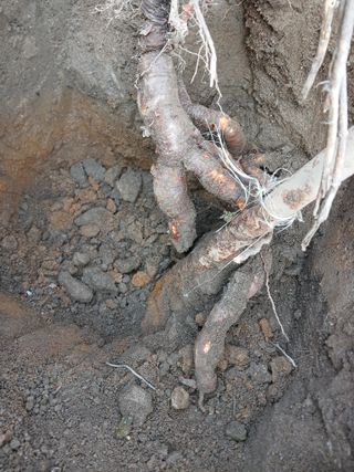 879412님의 우리집 김장 자랑하기 · 참여글 작성글 사진