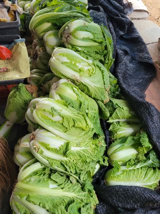 아리랑님의 배추 · 영농일지 작성글 사진