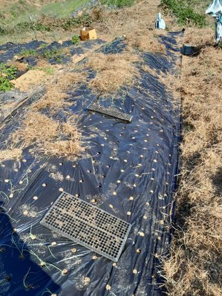 김민수산에서농사중님의 자유주제 · 자유게시판 작성글 사진