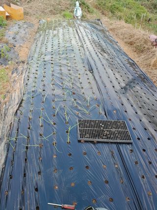 김민수산에서농사중님의 자유주제 · 자유게시판 작성글 사진