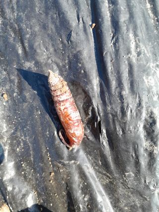 김민수산에서농사중님의 자유주제 · 자유게시판 작성글 사진