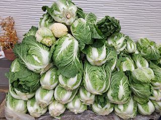 서상기 은퇴농장님의 우리집 김장 자랑하기 · 참여글 작성글 사진