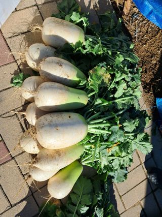 서상기 은퇴농장님의 우리집 김장 자랑하기 · 참여글 작성글 사진