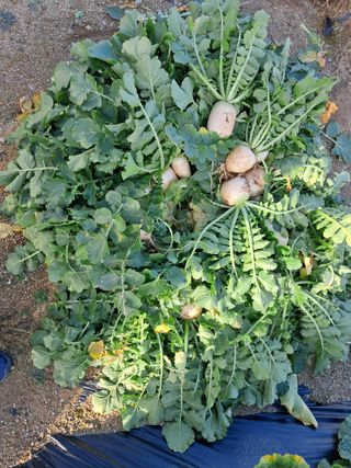 서상기 은퇴농장님의 우리집 김장 자랑하기 · 참여글 작성글 사진