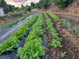 부금리(금강농원)님의 자유주제 · 자유게시판 작성글 사진