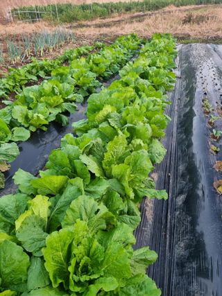 부금리(금강농원)님의 자유주제 · 자유게시판 작성글 사진