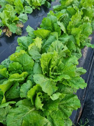 부금리(금강농원)님의 자유주제 · 자유게시판 작성글 사진