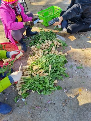 권오정님의 우리집 김장 자랑하기 · 참여글 작성글 사진