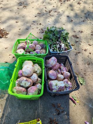 권오정님의 우리집 김장 자랑하기 · 참여글 작성글 사진