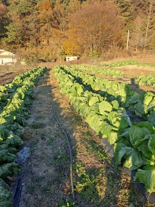 박흠님의 김장 김치의 최고 조합은? · 참여글 작성글 사진