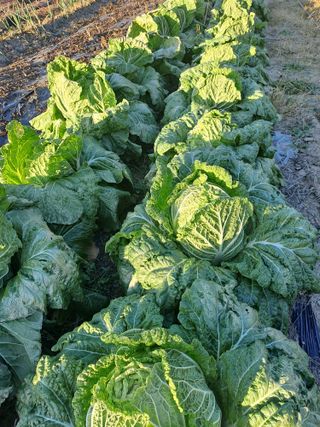 박흠님의 김장 김치의 최고 조합은? · 참여글 작성글 사진