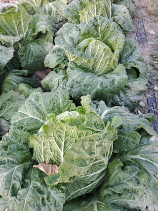 박흠님의 김장 김치의 최고 조합은? · 참여글 작성글 사진