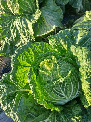 박흠님의 김장 김치의 최고 조합은? · 참여글 작성글 사진