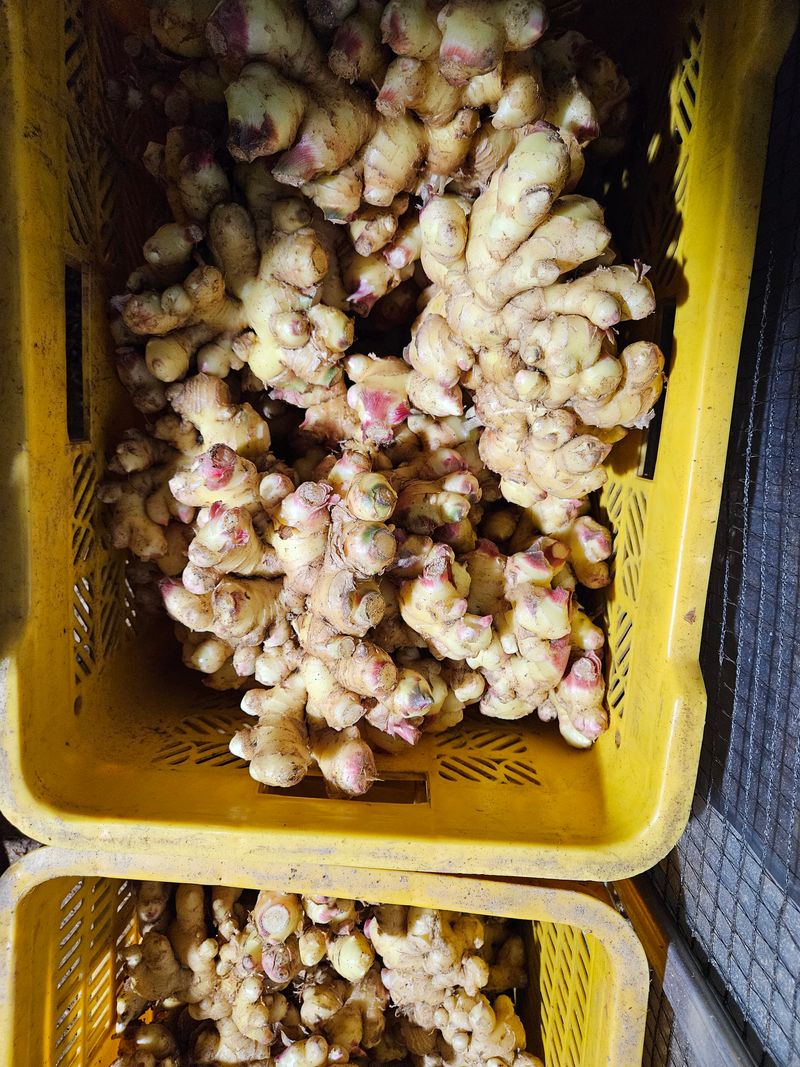 김도경님의 장터 판매 상품 [생강] 첨부 사진