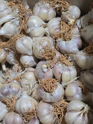 깡촌부부님의 마늘 · 영농일지 작성글 사진