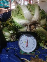 팜모닝 배추·영농일지 게시글 이미지