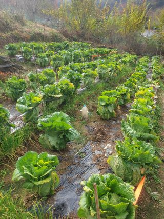 나효식님의 배추 · 영농일지 작성글 사진