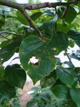 팜모닝 감·병해충상담 게시글 이미지