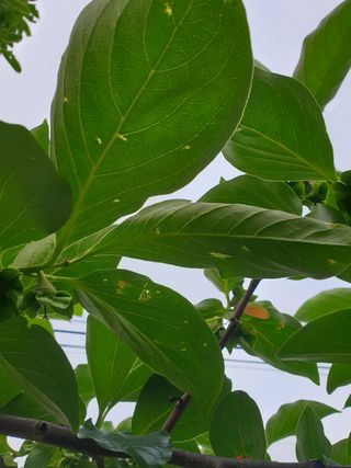 알 수 없음님의 감 · 병해충상담 작성글 사진